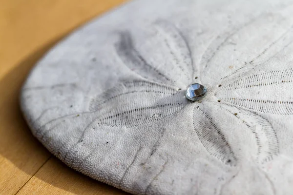 Close Van Een Zanddollar Een Houten Tafel Met Een Klein — Stockfoto