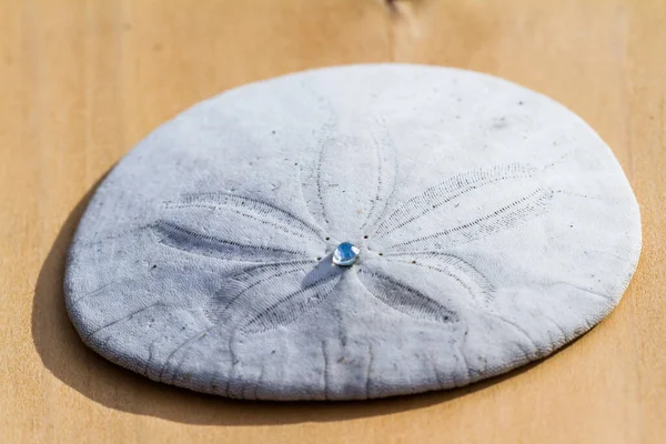 Close Sand Dollar Wooden Table Small Gem Middle Glowing Bright — Stock Photo, Image