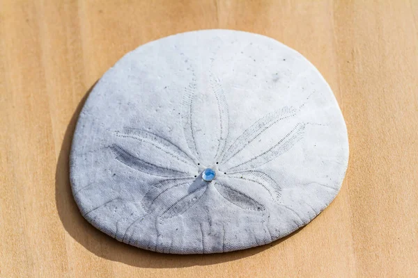 Närbild Sanddollar Ett Träbord Med Liten Pärla Mitten Glödande Den — Stockfoto