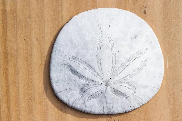 Sand Dollar Also Known Sea Cookie Snapper Biscuit Pansy Shell — Stock Photo, Image