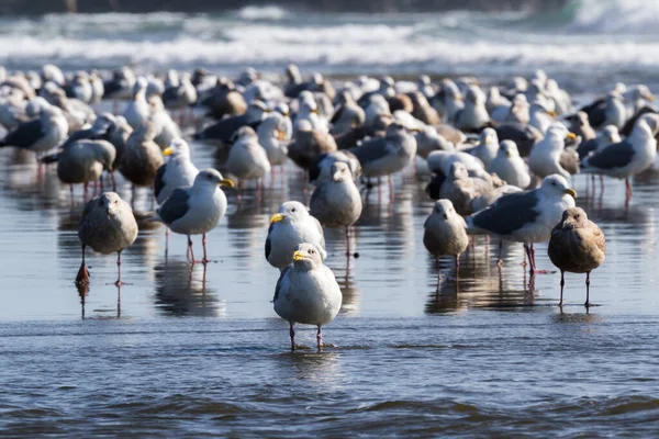 Grande Colonie Goélands Marins Profitant Une Journée Ensoleillée Pebble Beach — Photo