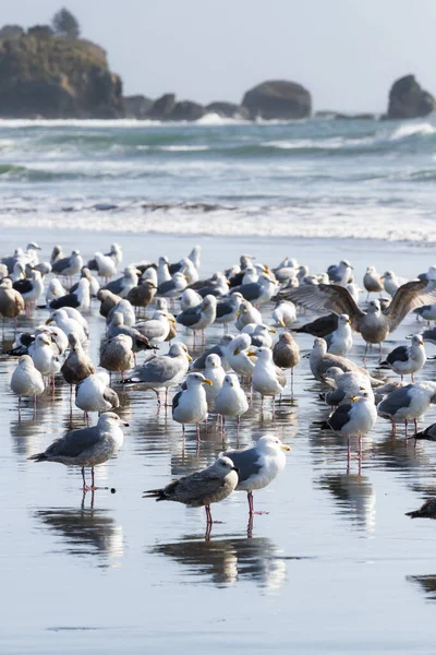 Große Kolonie Von Möwen Genießt Einen Sonnigen Tag Pebble Beach — Stockfoto