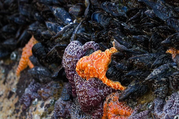 Las Estrellas Mar Ocres Anaranjadas Púrpuras Algunas Las Criaturas Más —  Fotos de Stock