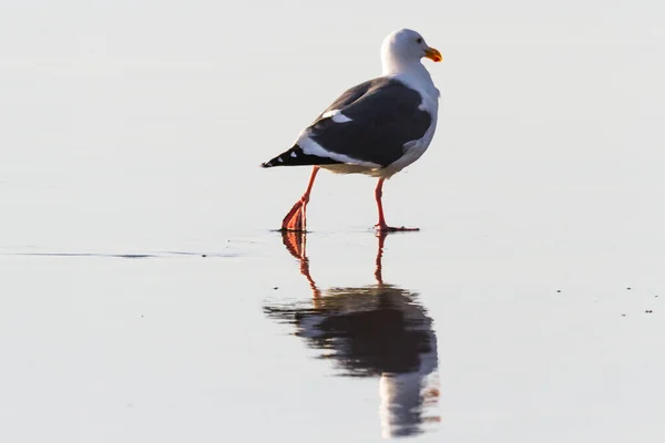 Close up of a seagull with afternoon lighting standing on wet sand with reflection as the waves come in and out
