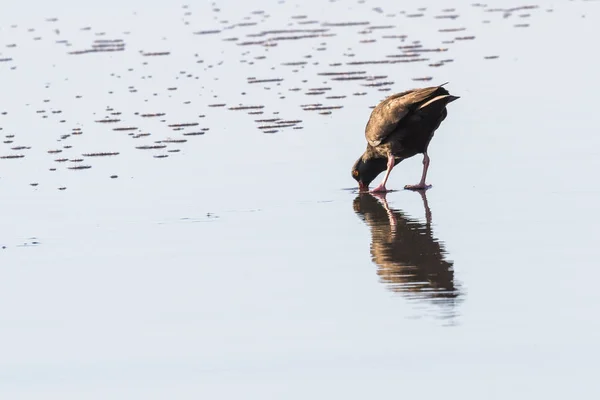 Zwarte Scholekster Die Middags Nat Zand Loopt Zoek Naar Iets — Stockfoto