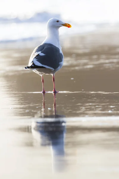 Närbild Mås Med Eftermiddagsbelysning Stående Våt Sand Med Reflektion När — Stockfoto