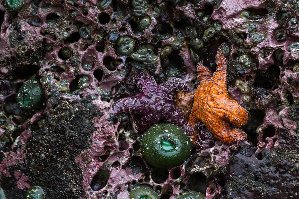 오레건 해안에 바위에 들러붙어 썰물에 별들을 가까이 — 스톡 사진