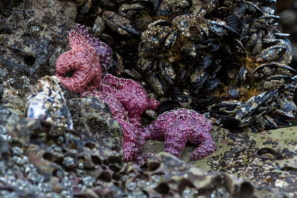 Зіткнення Скупчення Пурпурових Морських Зірок Чіпляються Скелі Південному Узбережжі Орегону — стокове фото