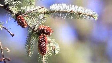 Rüzgarda esen köknar ağacının konilerini kapat. 