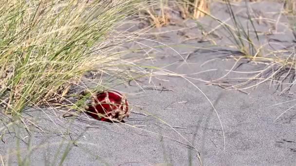 Primo Piano Galleggiante Vetro Rosso Sulla Sabbia Con Erba Alta — Video Stock
