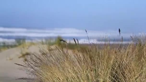 在俄勒冈州奥菲尔滩的风中吹拂着草丛 背景是蓝色的太平洋海水 — 图库视频影像