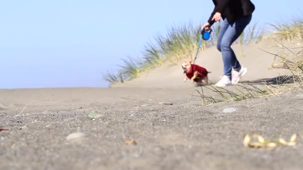 Chihuahua Corriendo Playa Con Abrigo Rojo Una Fresca Mañana Invierno — Vídeos de Stock