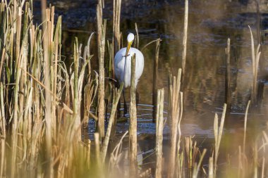 Gagasında bir balıkla, Oregon 'un güney kıyısındaki Hunter Deresi' nin yakınındaki sığ bir gelgit göletinde.
