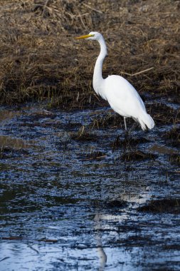 Güzel beyaz balıkçıl, Oregon 'un güney kıyısındaki Hunter deresinin yakınındaki sığ gel-git havuzunda balık arıyor.