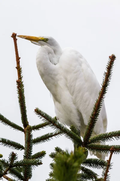 Grote Witte Zilverreiger Neergestreken Een Groenblijvende Tak Met Gloeiend Helder — Stockfoto