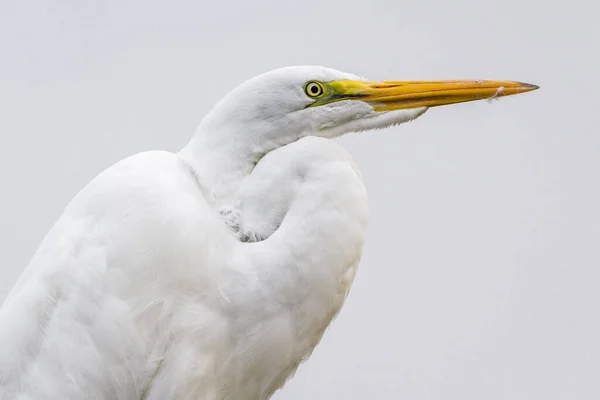 Gros Plan Une Grande Aigrette Blanche Avec Des Plumes Blanches — Photo