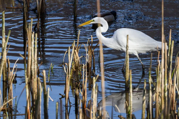 Beautiful Great White Egret Fish His Beak Shallow Tidal Pond — Stock Photo, Image