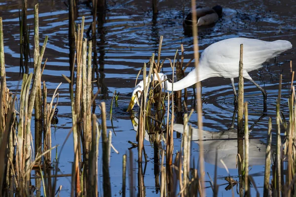 Hermosa Gran Garza Blanca Busca Peces Estanque Marea Poco Profunda — Foto de Stock