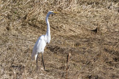 Oregon 'un güneyindeki Hunter Creek yakınlarında kurumuş otlarla dolu kuru bir gelgit göletinde büyük beyaz bir balıkçıl.