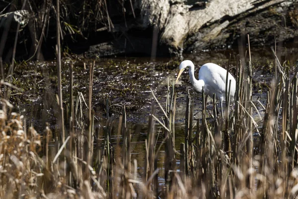 Beautiful Great White Egret Looking Fish Shallow Tidal Pond Hunter — Stock Photo, Image