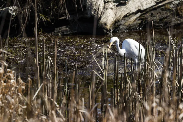 Mooie Witte Zilverreiger Zoek Naar Vis Een Ondiepe Getijdenvijver Buurt — Stockfoto