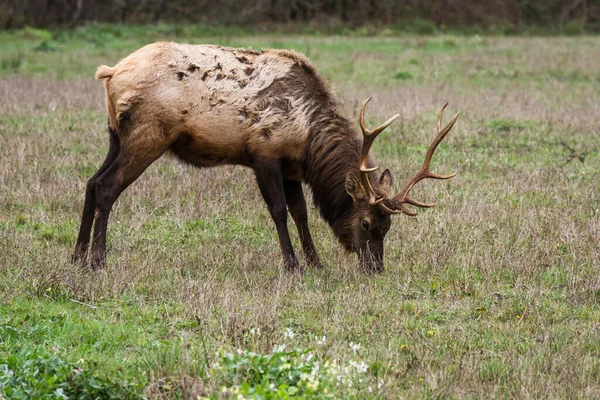 Wapiti Roosevelt Profite Une Journée Nuageuse Tranquille Sur Côte Nord — Photo