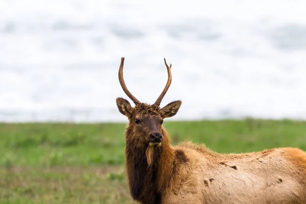 Roosevelt Elk Enjoying Tranquil Cloudy Day Northern California Coast Nice — Stock Photo, Image
