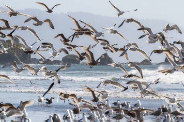 Büyük martı kolonisi Marhoffer Deresi 'nin ağzında toplanan Hilal Şehri Kaliforniya' daki Pebble Plajı 'nda güneşli bir günün tadını çıkarıyor.