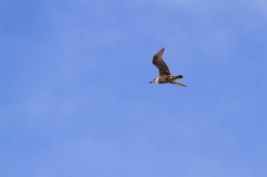 Bulutsuz gökyüzünde süzülen genç bir martı üzerinde mükemmel bir ışık.