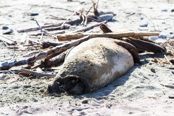 Dead Seal Washed Pebble Beach Northern California Coast — Stock Photo, Image