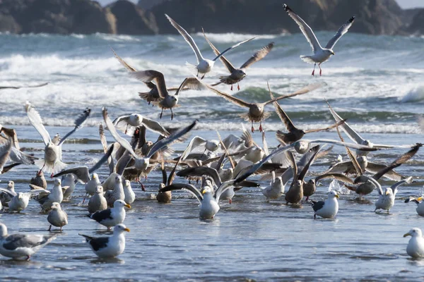Large Colony Sea Gulls Enjoying Sunny Day Pebble Beach Crescent — Stock Photo, Image