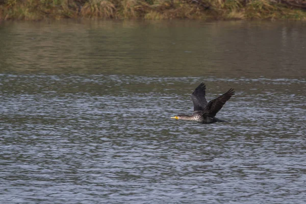 Yellow Billed Loon Πετούν Πάνω Από Ρυάκι Στη Νότια Ακτή — Φωτογραφία Αρχείου