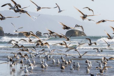 Büyük martı kolonisi Marhoffer Deresi 'nin ağzında toplanan Hilal Şehri Kaliforniya' daki Pebble Plajı 'nda güneşli bir günün tadını çıkarıyor.