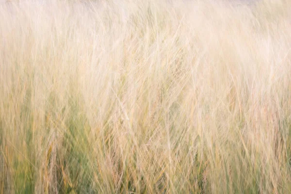 Close Coastal Grass Blowing Wind Photo Taken Using Slow Shutter — Stock Photo, Image