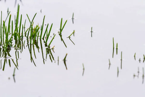 Heavy Spring Rain Back Yard Left Shallow Pool Water Spiky — Stock Photo, Image