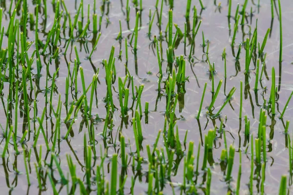 Проливной Весенний Дождь Заднем Дворе Оставил Мелкий Бассейн Воды Колючую — стоковое фото