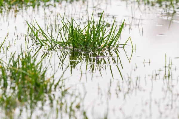 Starker Frühjahrsregen Hinterhof Hinterließ Einen Seichten Wasserpool Und Stacheliges Gras — Stockfoto