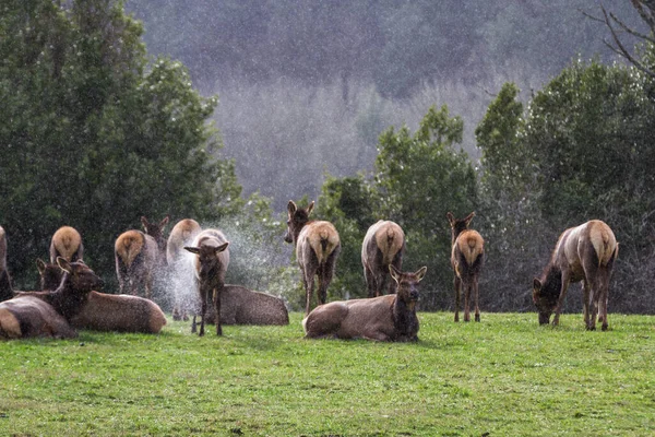 Herd Elk Southern Oregon Coast Resting Green Grass Pasture Light — Stock Photo, Image