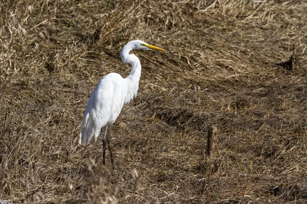 Beautiful Great White Egret Dry Tidal Pond Filled Dried Grass — Stock Photo, Image