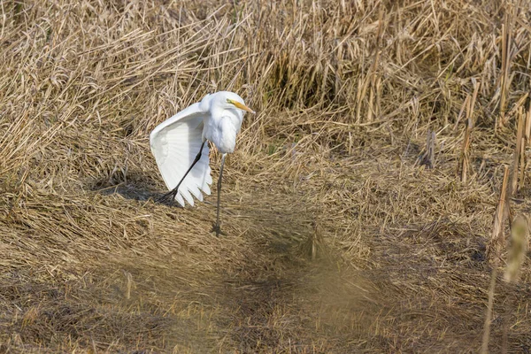 Mooie Grote Witte Zilverreiger Een Droge Getijdenvijver Gevuld Met Gedroogd — Stockfoto