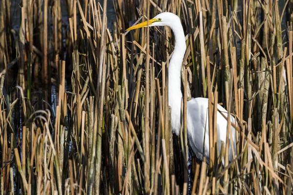 Beautiful Great White Egret Looking Fish Shallow Tidal Pond Hunter — Stock Photo, Image