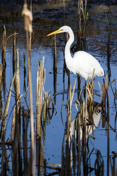 Beautiful Great White Egret Looking Fish Shallow Tidal Pond Hunter — Stock Photo, Image