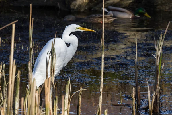Beautiful Great White Egret Looking Fish Shallow Tidal Pond Hunter — Stock Photo, Image