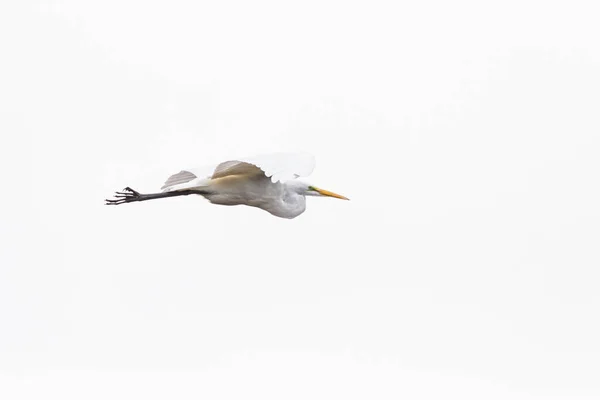 Great White Egret Flying White Cloudy Sky — Stock Photo, Image