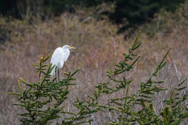 Grote Witte Zilverreiger Een Groenblijvende Tak Met Gloeiend Helder Verenkleed — Stockfoto