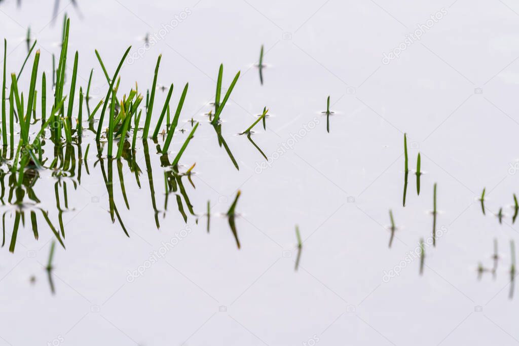 heavy spring rain in the back yard left a shallow pool of water and spiky grass reflecting on the surface