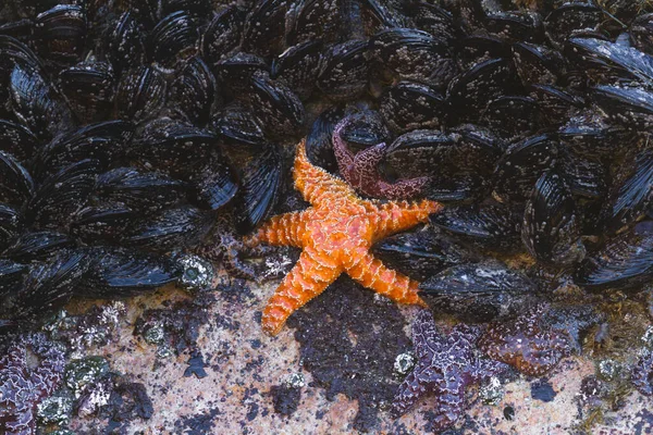 Estrelas Mar Ocre Laranja Roxo Algumas Das Criaturas Mais Comuns — Fotografia de Stock