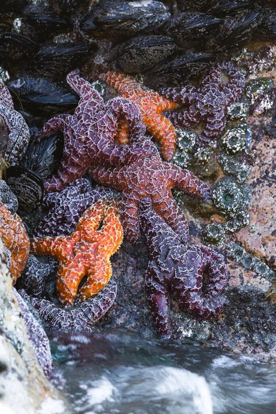 オレゴン州海岸沿いの潮溜まりや岩の中には オレンジと紫の黄土色の海の星や最も一般的で美しい生き物があります — ストック写真