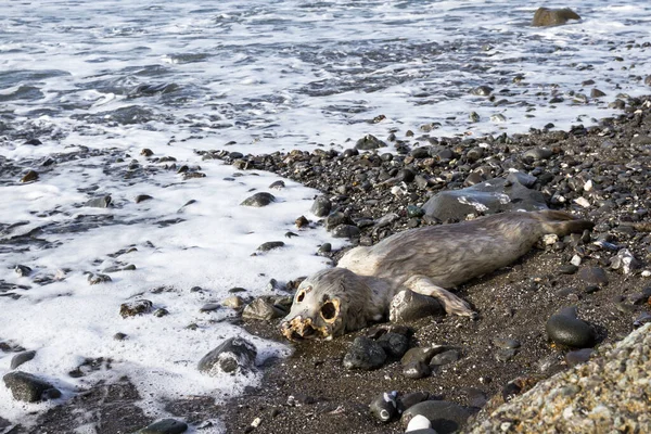 在俄勒冈州南部海岸的岩石海滩上 一只死了的无耳朵海豹被冲刷着 形象强烈而感人 — 图库照片