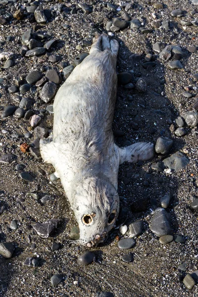 Silný Velmi Emotivní Obraz Mrtvým Tuleně Bez Uší Vyplaveným Skalnaté — Stock fotografie